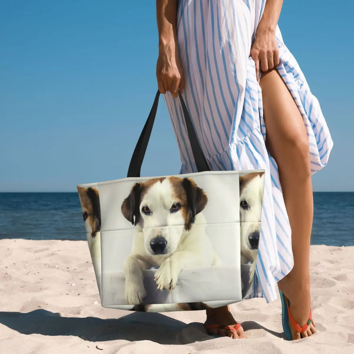 Dog Jack Russell Terrier Photo - Yoga Fitness Gym Photos reseña y precio