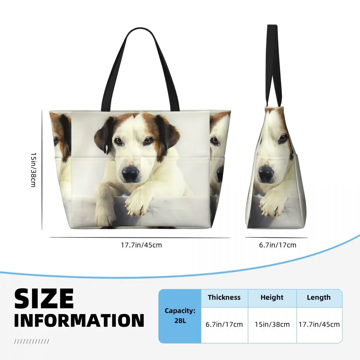 Dog Jack Russell Terrier Photo - Yoga Fitness Gym Photos reseña y precio